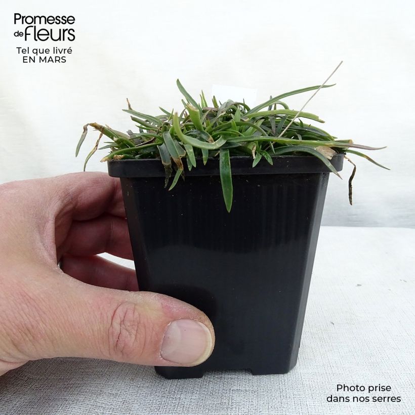 Lychnis alpina - Lychnis des Alpes - Silene suecica - Viscaria alpina Godet de 9cm sample as delivered in spring
