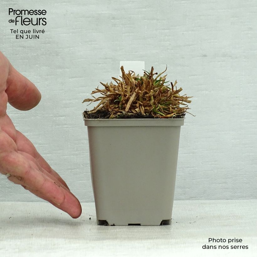 Lychnis alpina Rosea 8/9 cm pot sample as delivered in summer