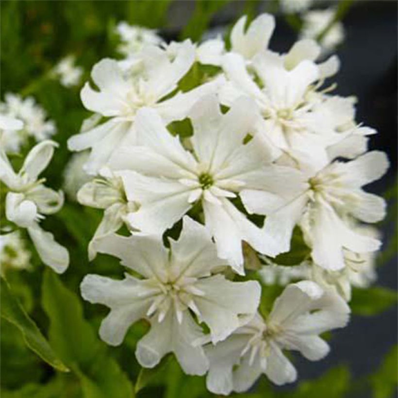 Lychnis chalcedonica Alba (Flowering)