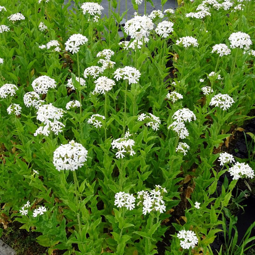 Lychnis chalcedonica Alba (Plant habit)