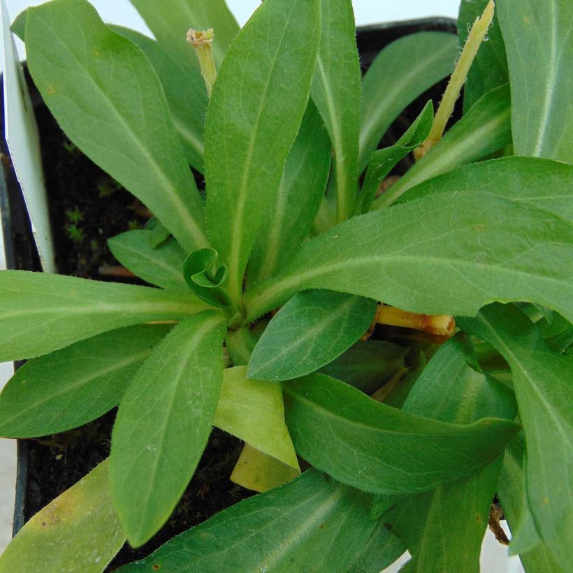 Lychnis chalcedonica Alba (Foliage)