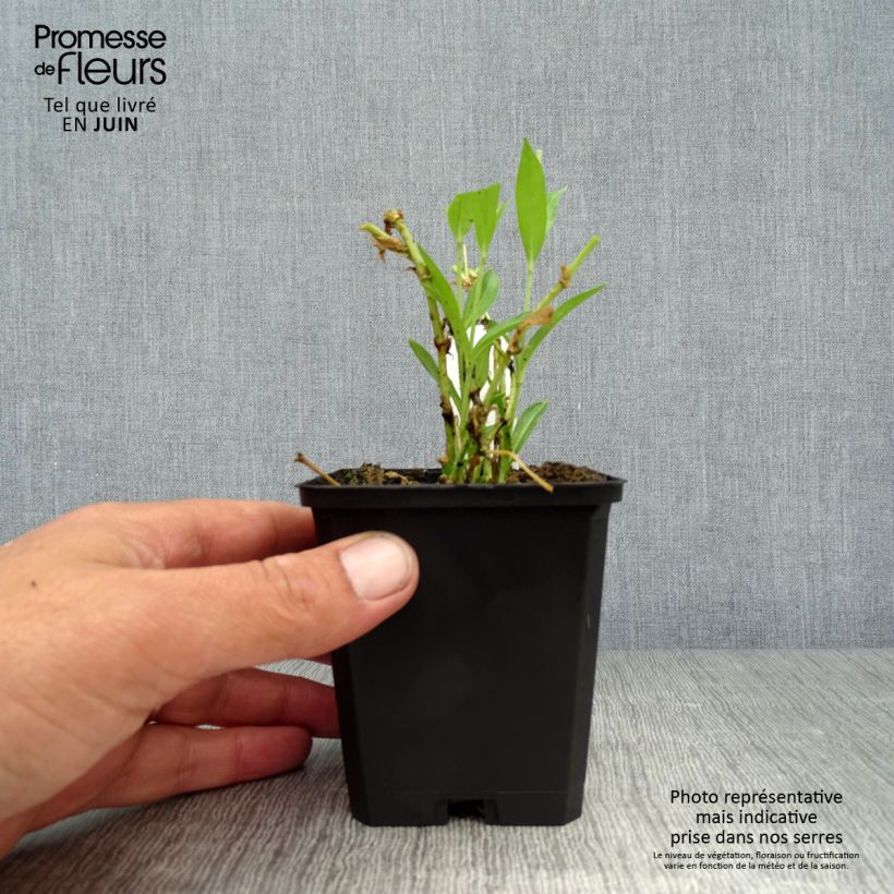 Lychnis chalcedonica Alba 8/9 cm pot sample as delivered in summer