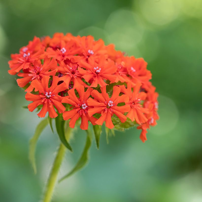 Lychnis chalcedonica Flore Pleno (Flowering)