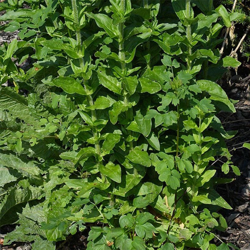 Lychnis chalcedonica Flore Pleno (Foliage)