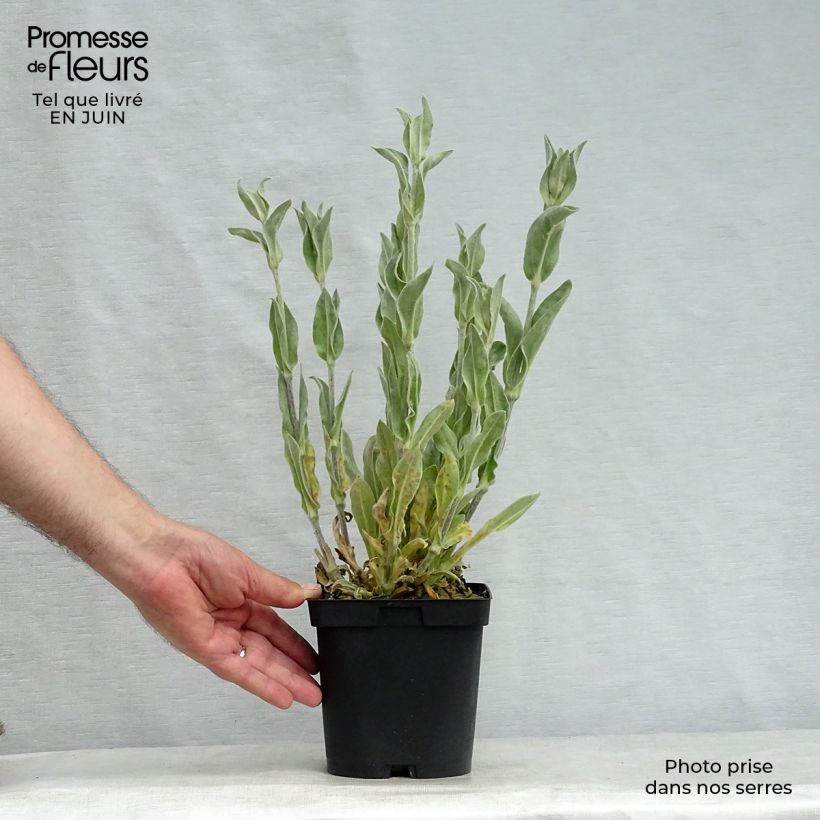 Lychnis coronaria Alba 2L/3L pot sample as delivered in summer