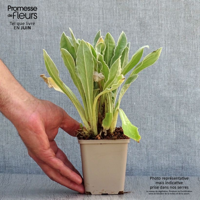 Lychnis coronaria Oculata 8/9 cm pot sample as delivered in summer