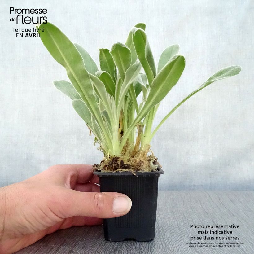 Lychnis coronaria - Coquelourde des Jardins Godet de 9cm sample as delivered in spring