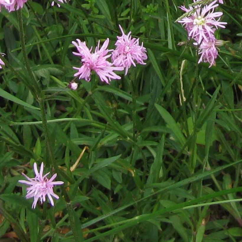 Lychnis flos-cuculi Jenny (Foliage)