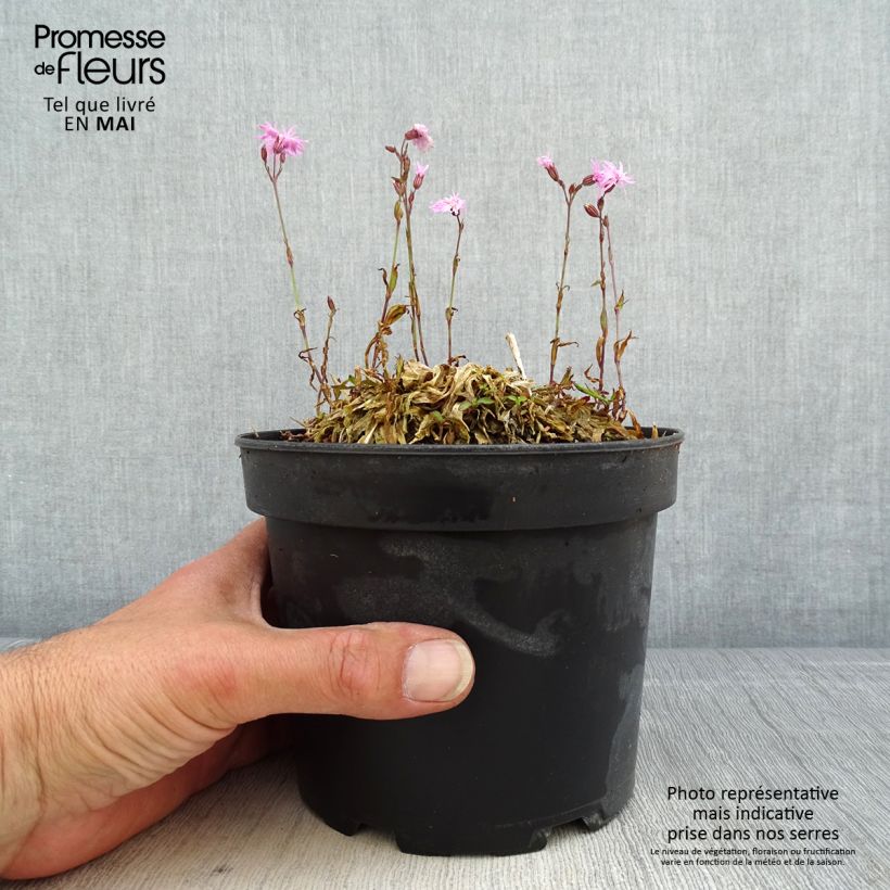 Lychnis flos-cuculi Jenny sample as delivered in spring