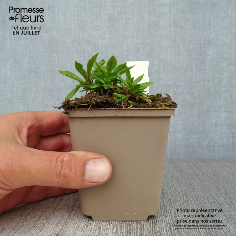 Lychnis flos-cuculi 8/9 cm pot sample as delivered in summer