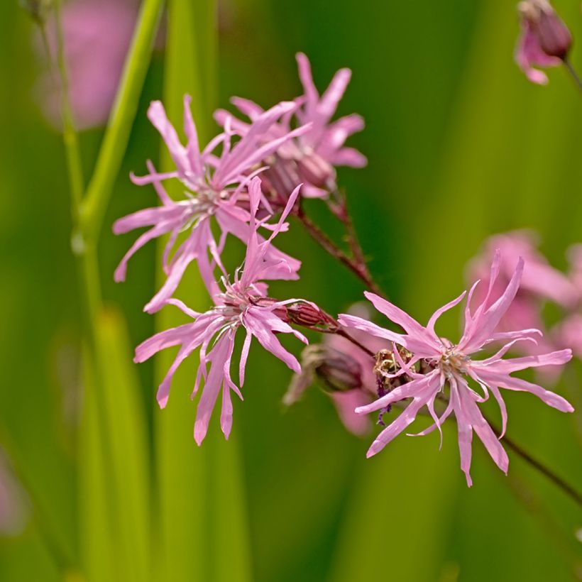 Lychnis flos-cuculi (Flowering)