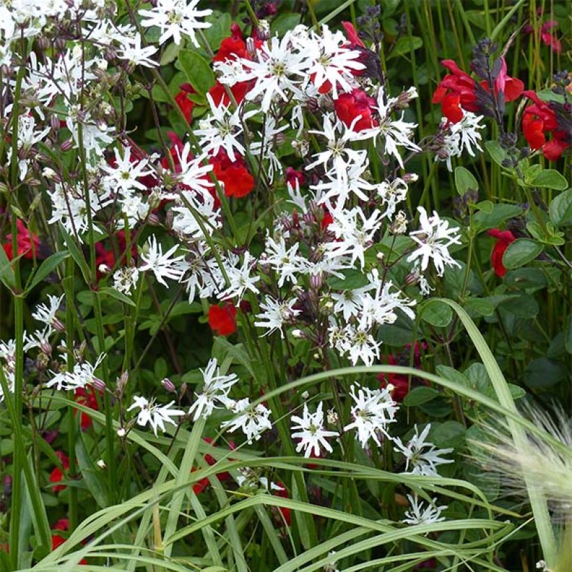 Lychnis flos-cuculi White Robin (Plant habit)