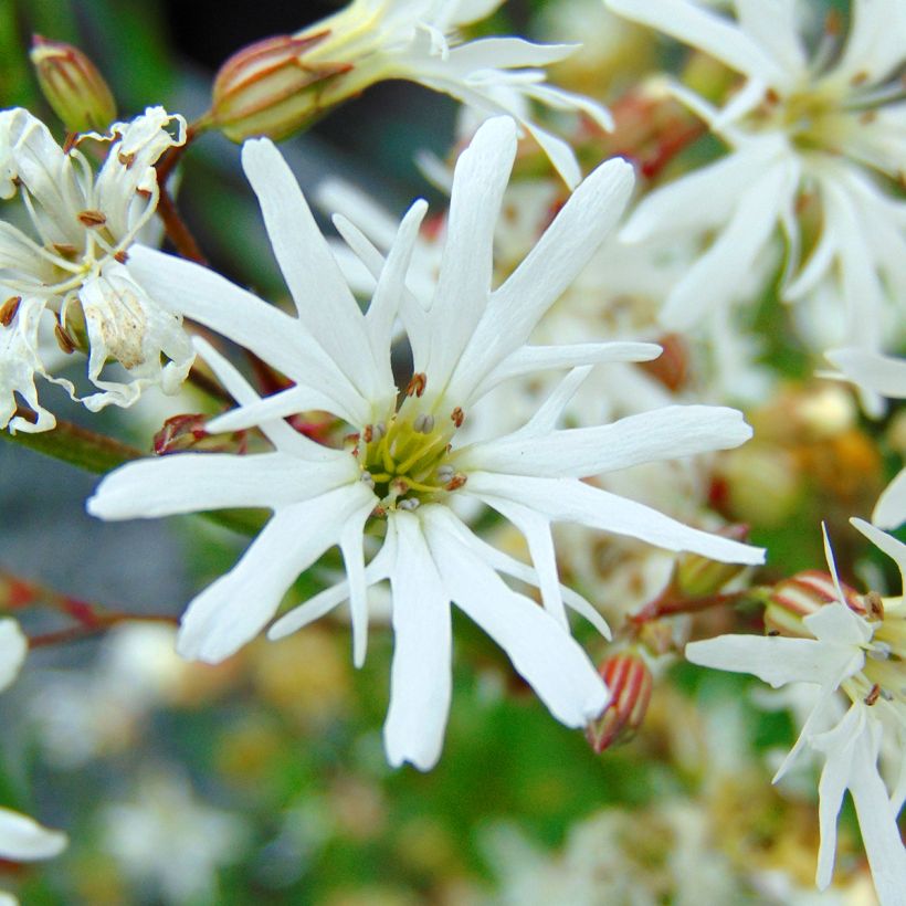 Lychnis flos-cuculi White Robin (Flowering)