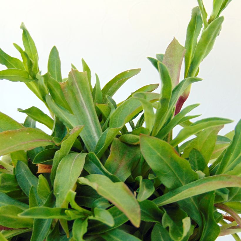 Lychnis flos-cuculi White Robin (Foliage)