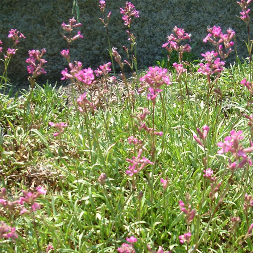 Lychnis viscaria Plena (Flowering)
