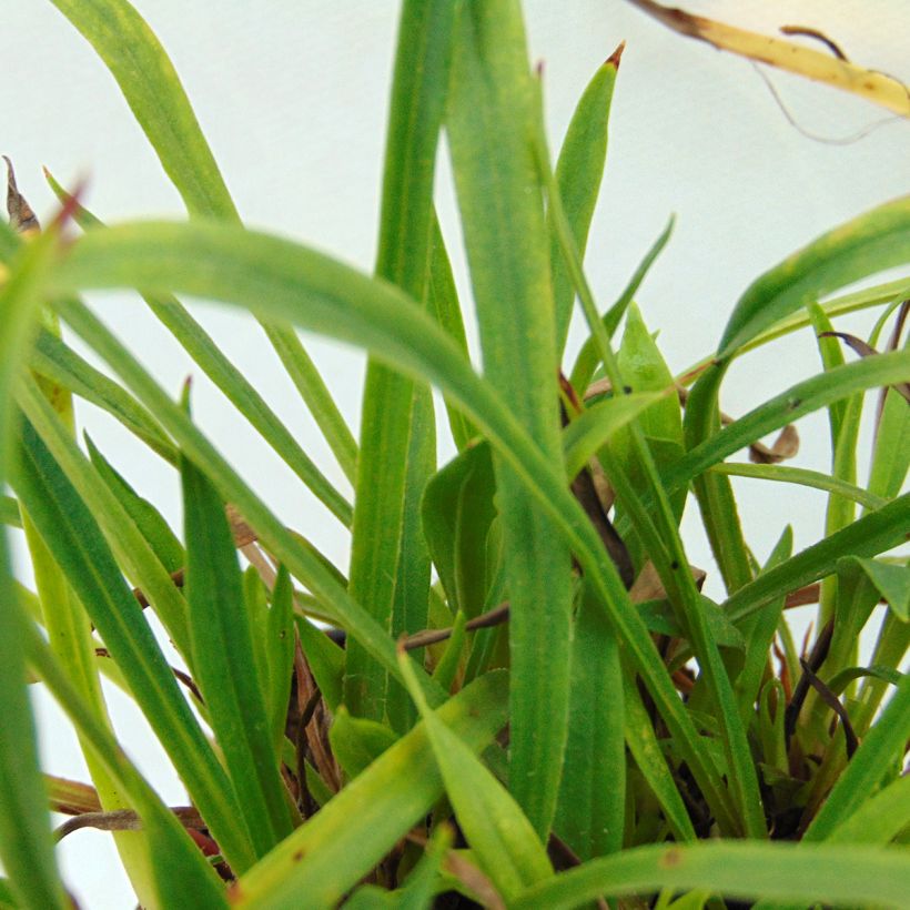 Lychnis viscaria Plena (Foliage)