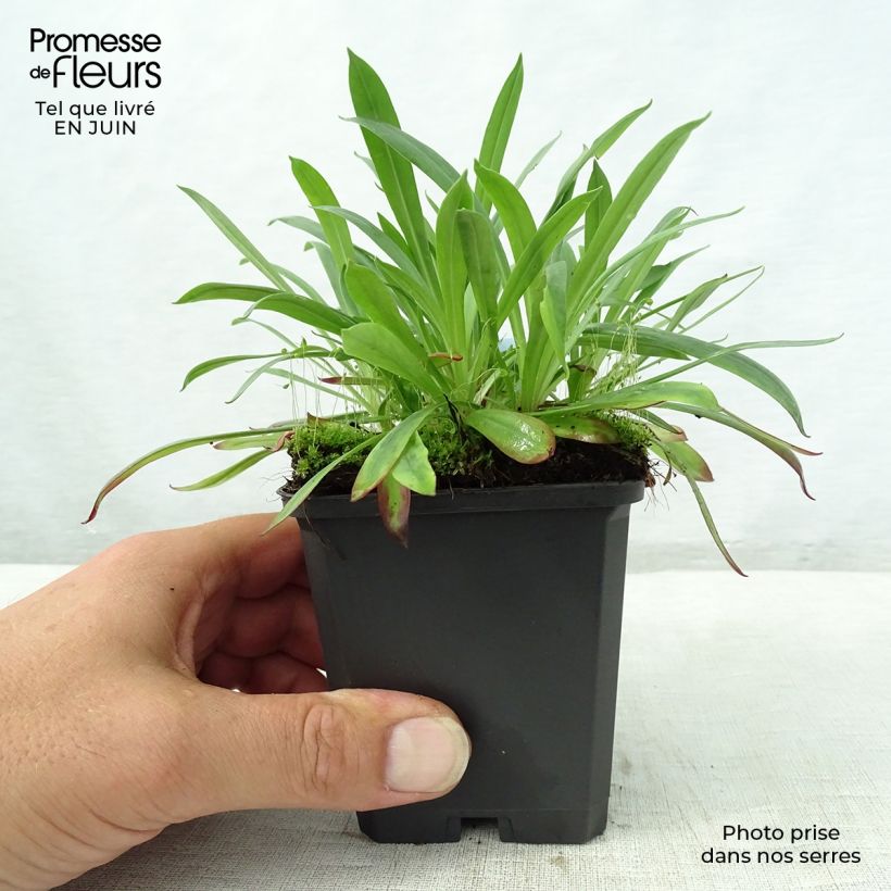 Lychnis viscaria Plena 8/9 cm pot sample as delivered in summer