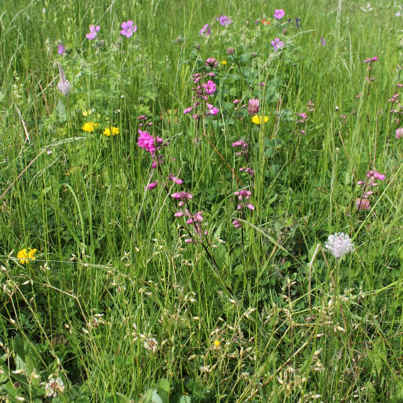 Lychnis viscaria Plena (Plant habit)