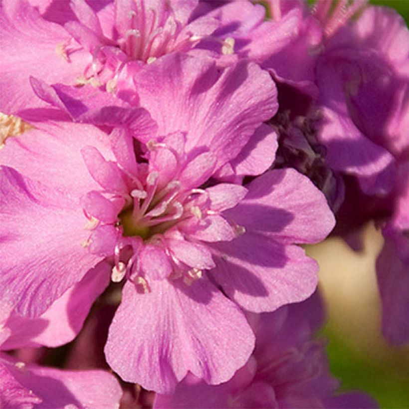 Lychnis viscaria Splendens (Flowering)