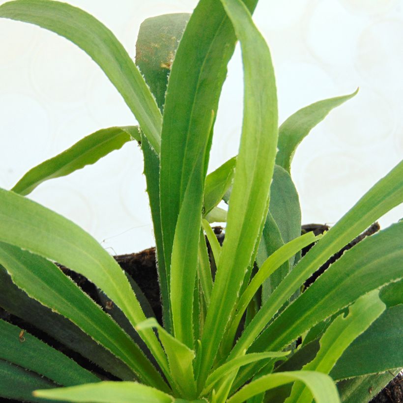 Lychnis viscaria Splendens (Foliage)