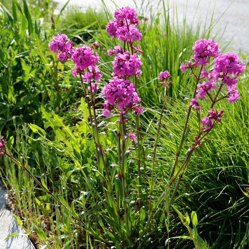 Lychnis viscaria Splendens (Plant habit)