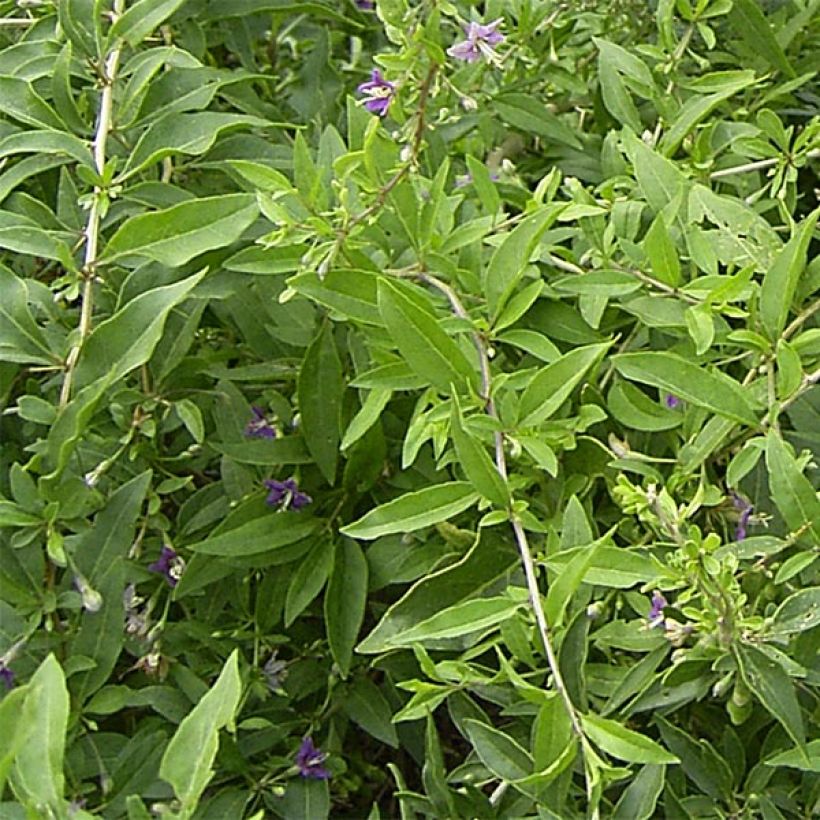 Lycium barbarum (Foliage)