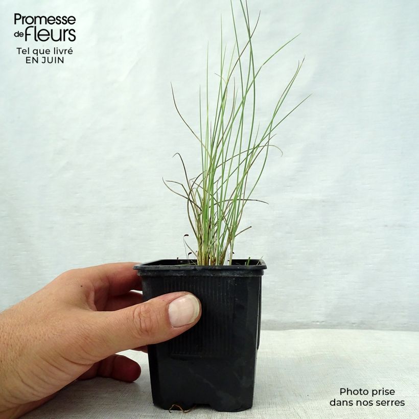 Lygeum spartum 8/9 cm pot sample as delivered in summer