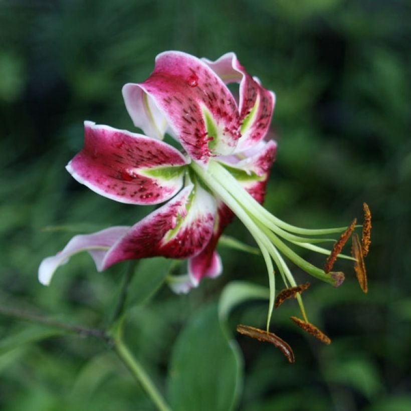 Lilium Black Beauty (Flowering)