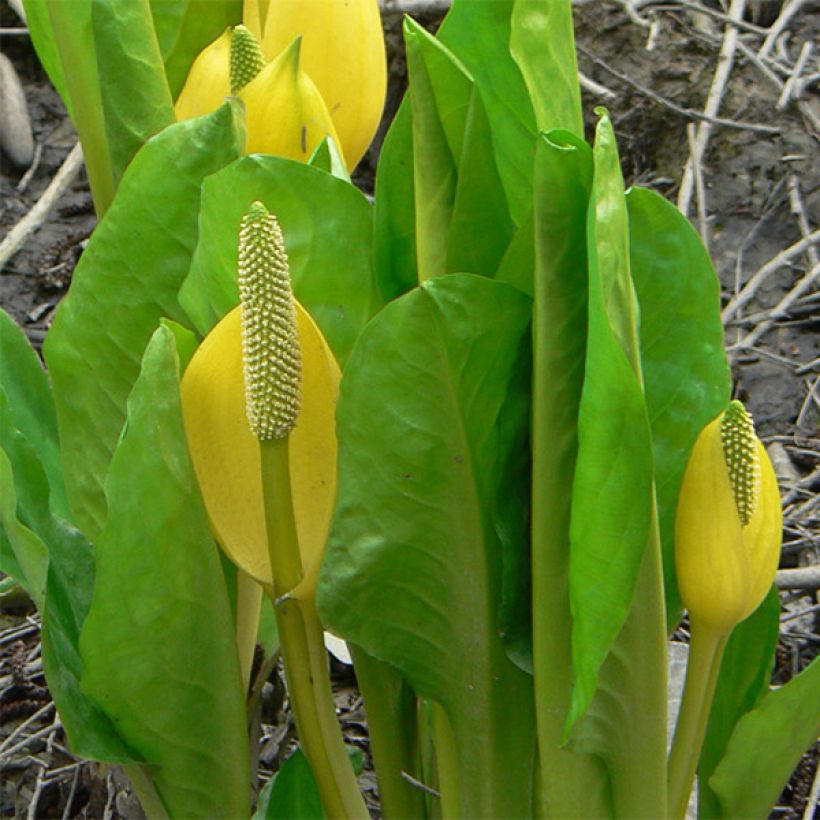 Lysichiton americanus (Foliage)