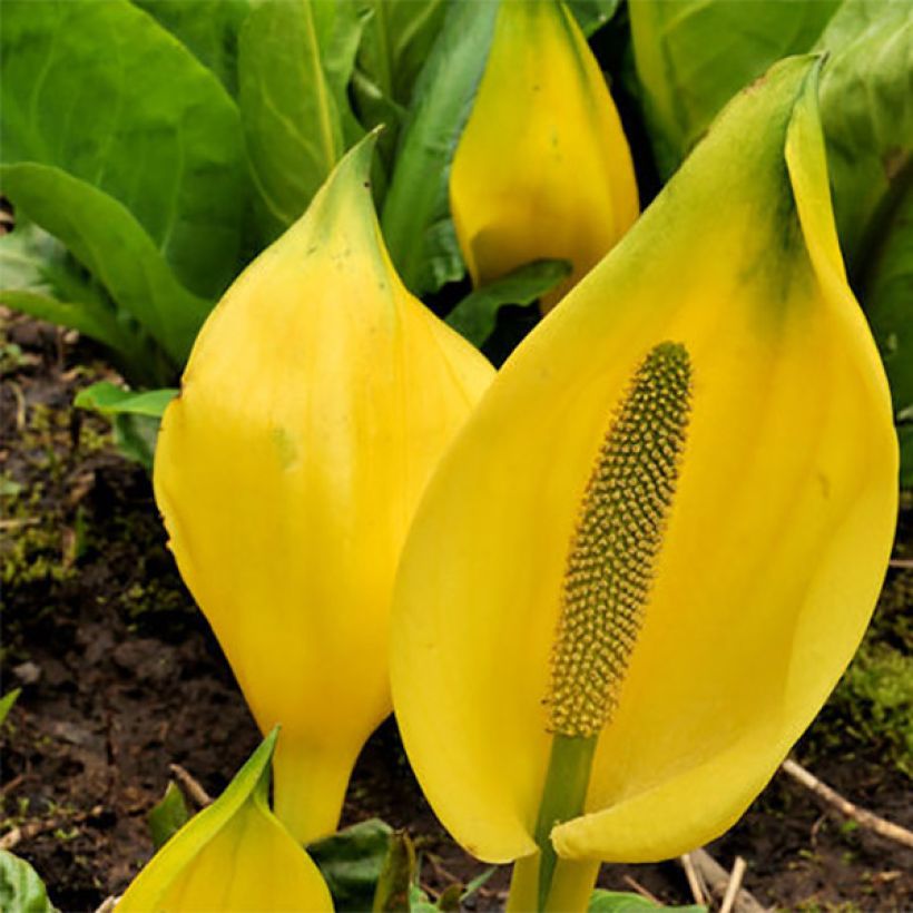 Lysichiton americanus (Flowering)