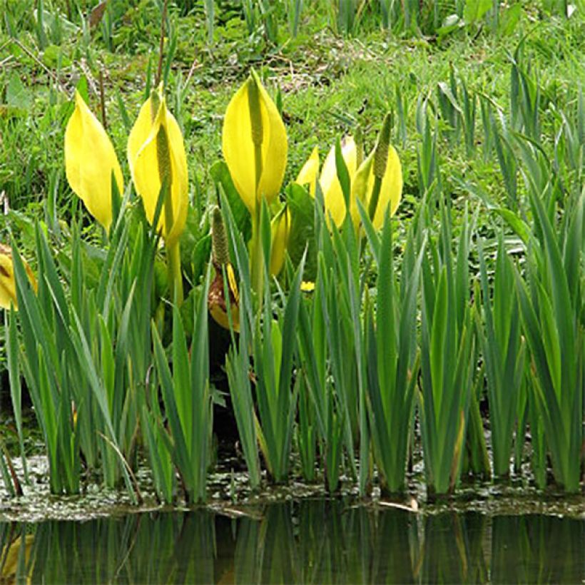 Lysichiton americanus (Plant habit)