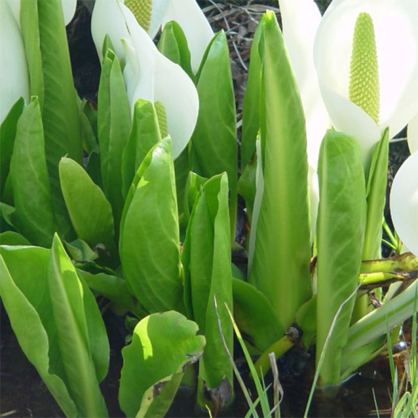 Lysichiton camtschatcensis (Foliage)