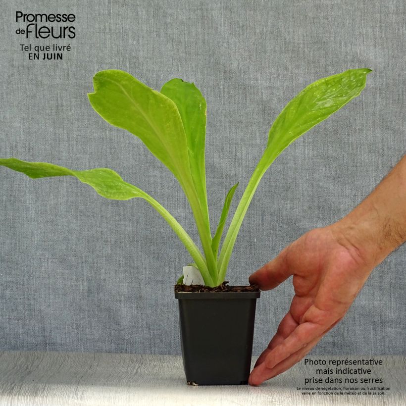 Lysichiton camtschatcensis 8/9 cm pot sample as delivered in summer