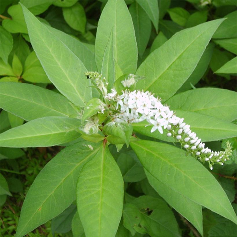 Lysimachia barystachys - Loosestrife (Foliage)