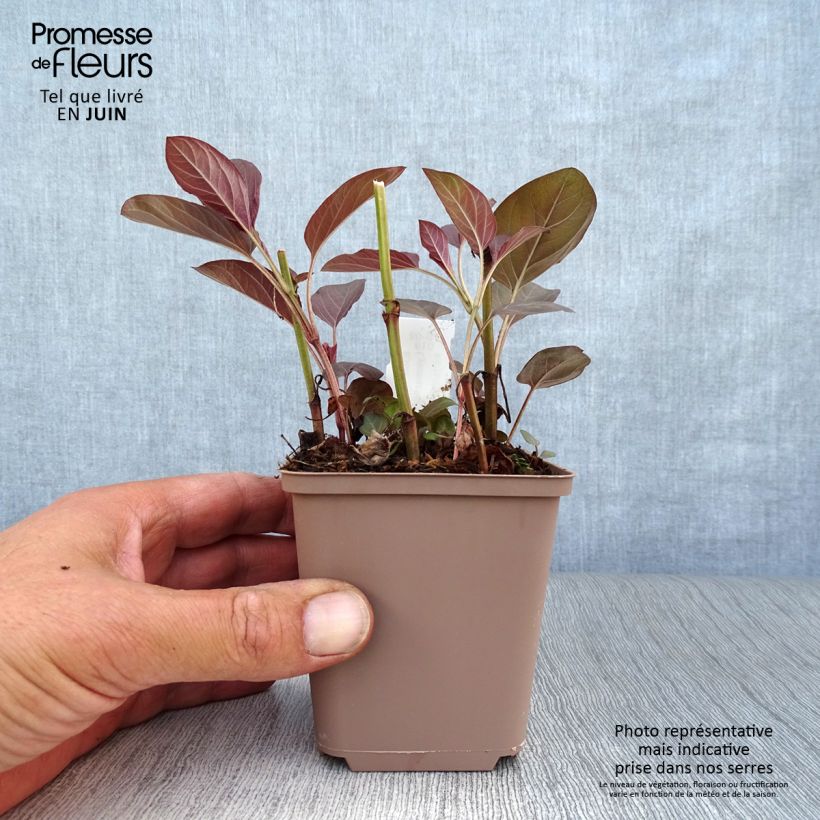 Lysimachia ciliata Firecracker - Loosestrife 8/9 cm pot sample as delivered in summer