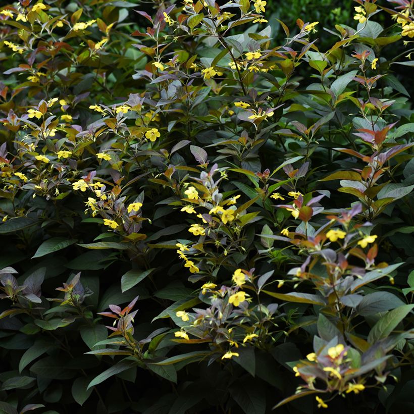 Lysimachia ciliata Firecracker - Loosestrife (Plant habit)