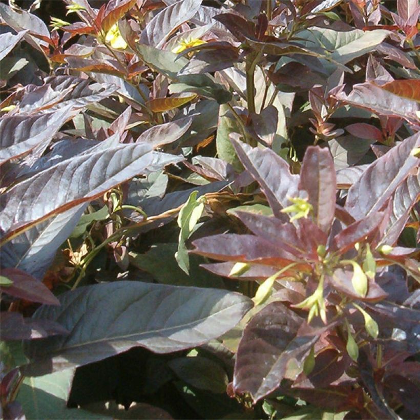 Lysimachia ciliata Firecracker - Loosestrife (Foliage)