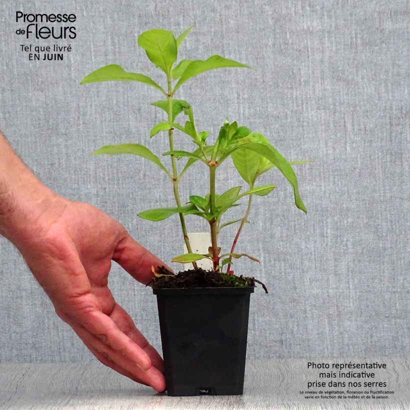 Lysimachia clethroides - Loosestrife 8/9 cm pot sample as delivered in summer