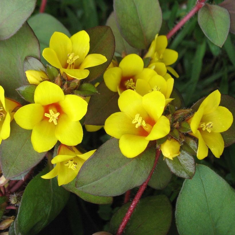 Lysimachia congestiflora - Loosestrife (Flowering)