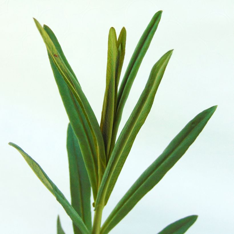 Lysimachia ephemerum - Loosestrife (Foliage)