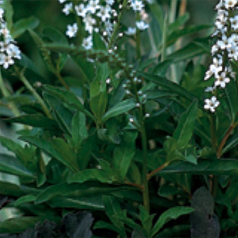 Lysimachia fortunei - Loosestrife (Foliage)