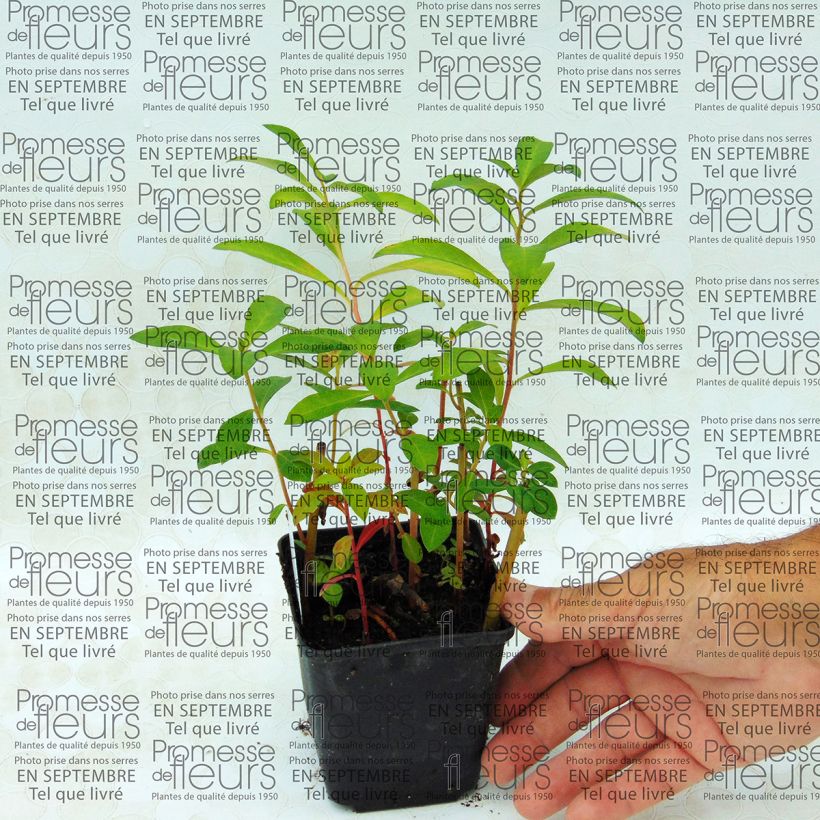 Example of Lysimachia fortunei - Loosestrife 8/9 cm pot specimen as delivered