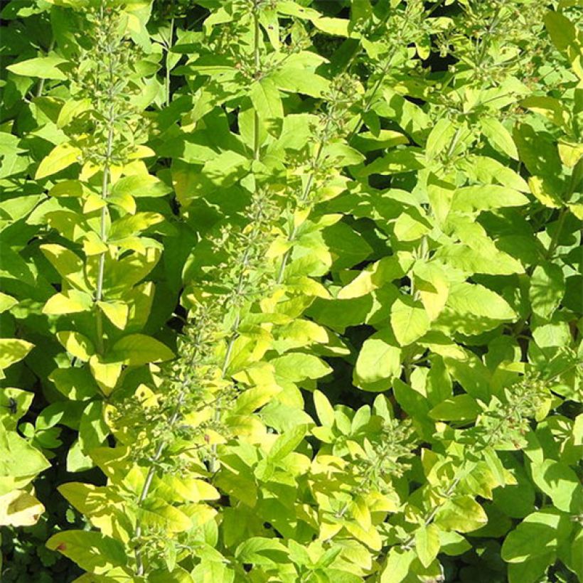 Lysimachia lichiangensis - Loosestrife (Foliage)