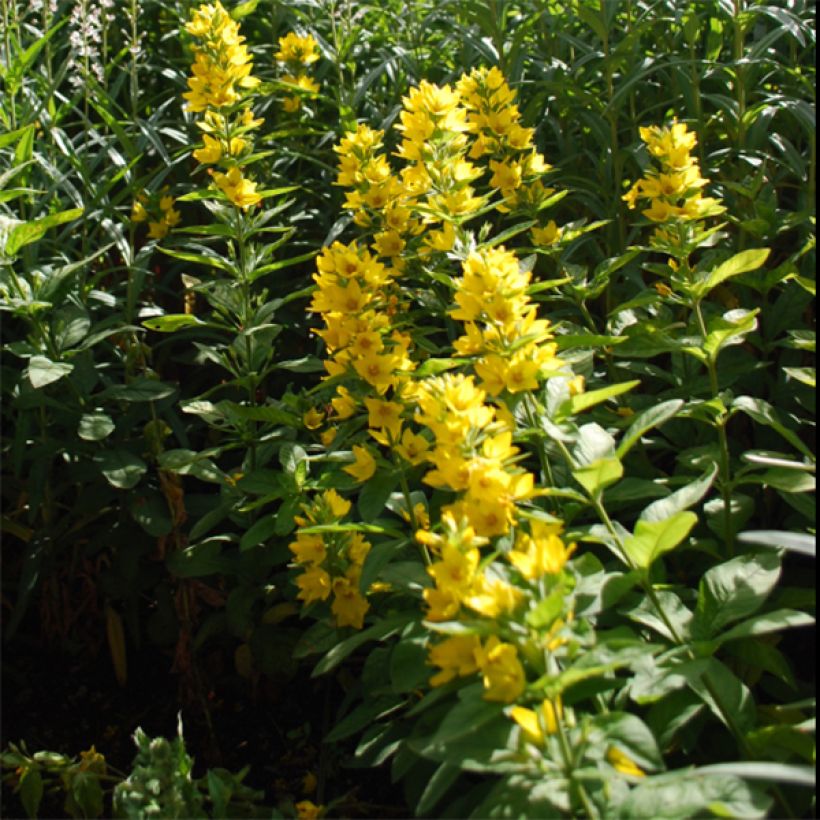 Lysimachia lichiangensis - Loosestrife (Flowering)