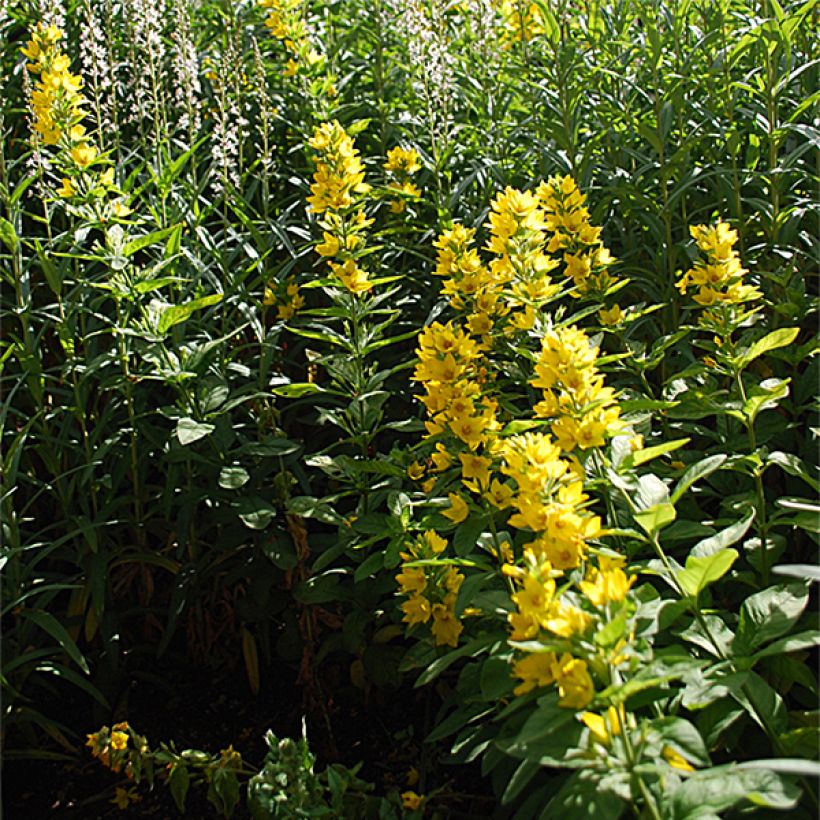 Lysimachia lichiangensis - Loosestrife (Plant habit)