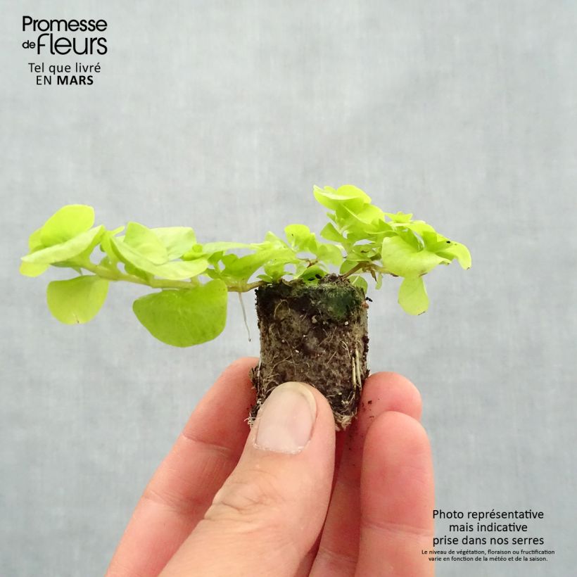 Lysimachia nummularia Goldilocks - Creeping Jenny Plug plant 3/4cm sample as delivered in spring