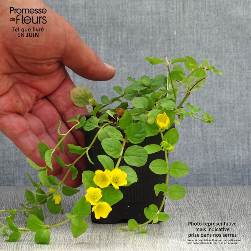 Lysimachia nummularia - Creeping Jenny 8/9 cm pot sample as delivered in summer