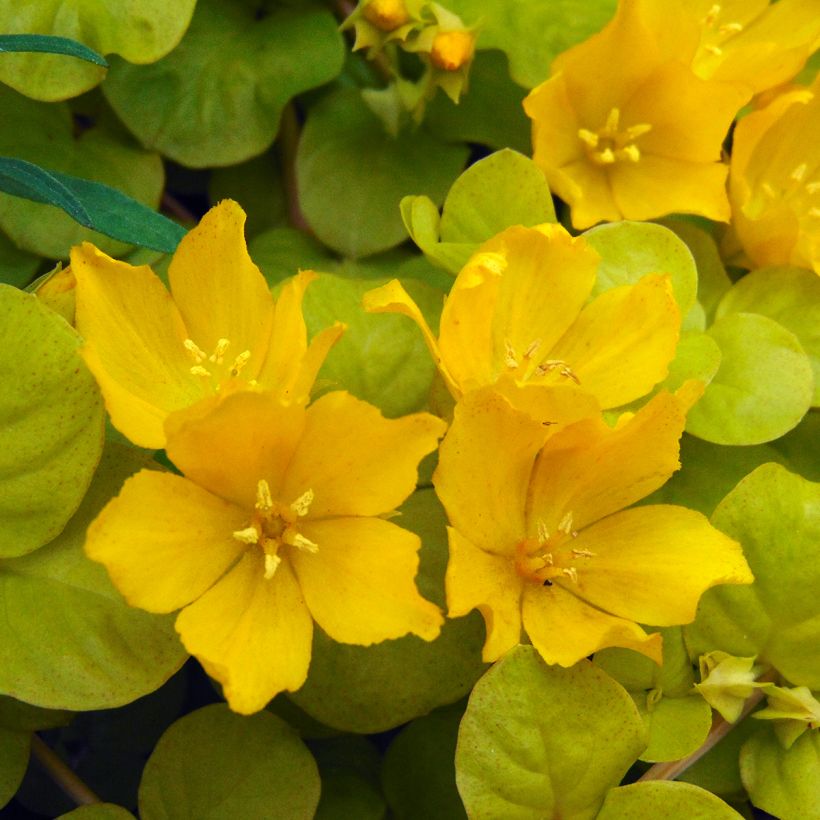 Lysimachia nummularia Aurea - Creeping Jenny (Flowering)