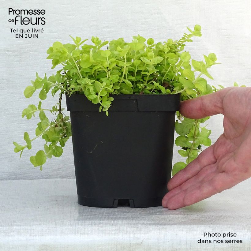 Lysimachia nummularia Aurea - Creeping Jenny 8/9 cm pot sample as delivered in summer