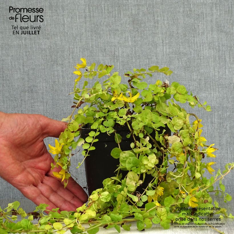 Lysimachia nummularia Aurea - Creeping Jenny 2L/3L pot sample as delivered in summer